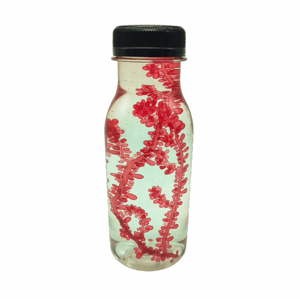 Botryocladia botryoides