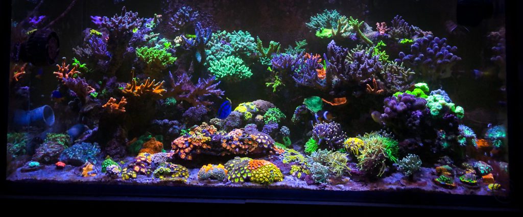 Acuario de arrecife