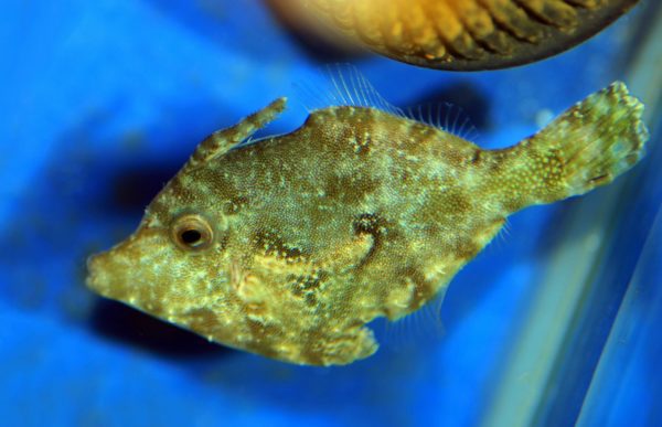 Acreichthys tomentosus pez ballesta
