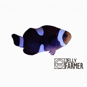 Ocellaris Misbar Caramel